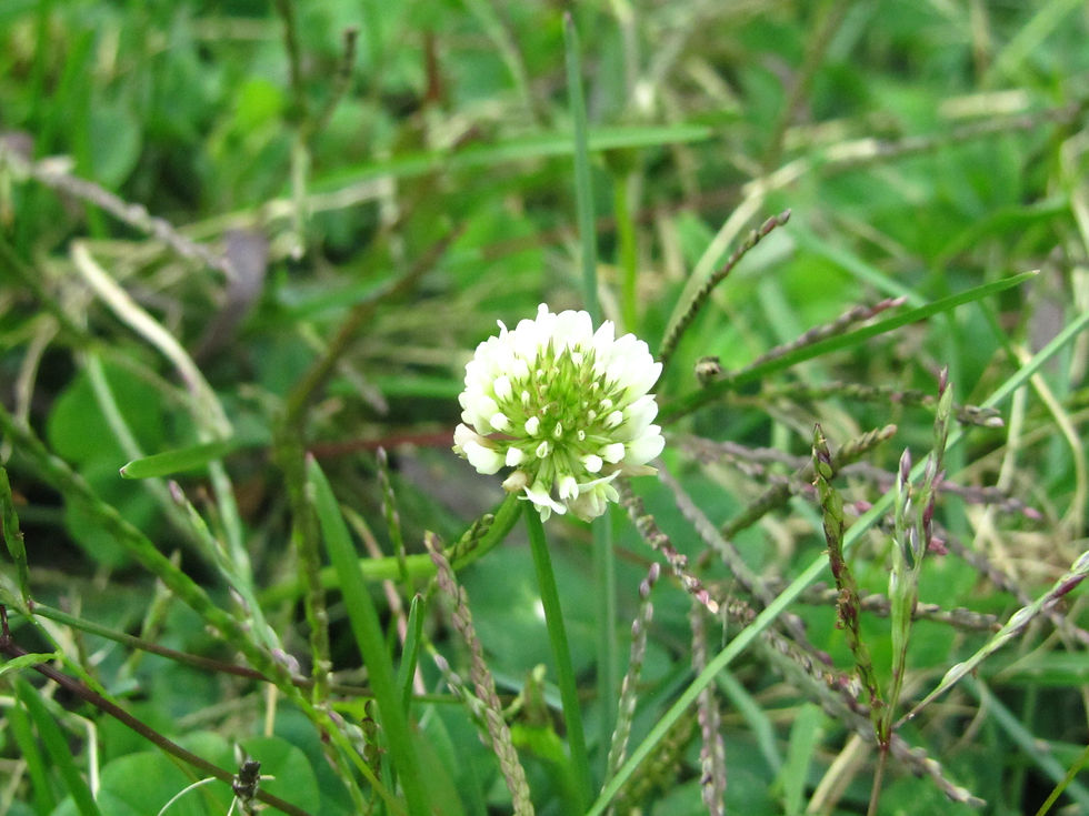Trifolium repens