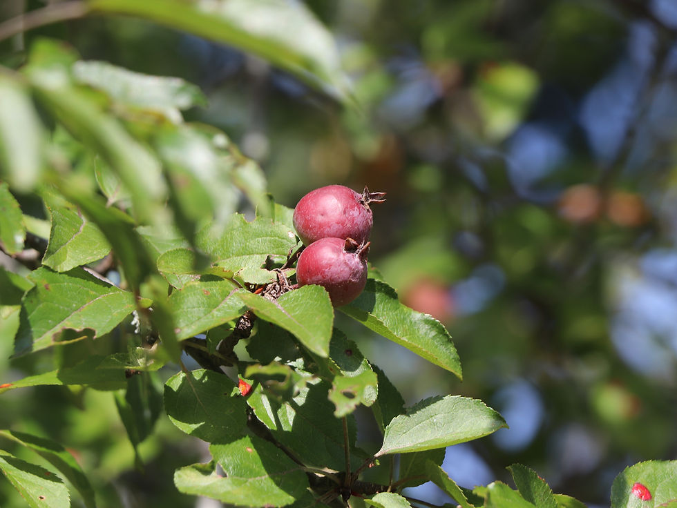 Malus x gloriosa