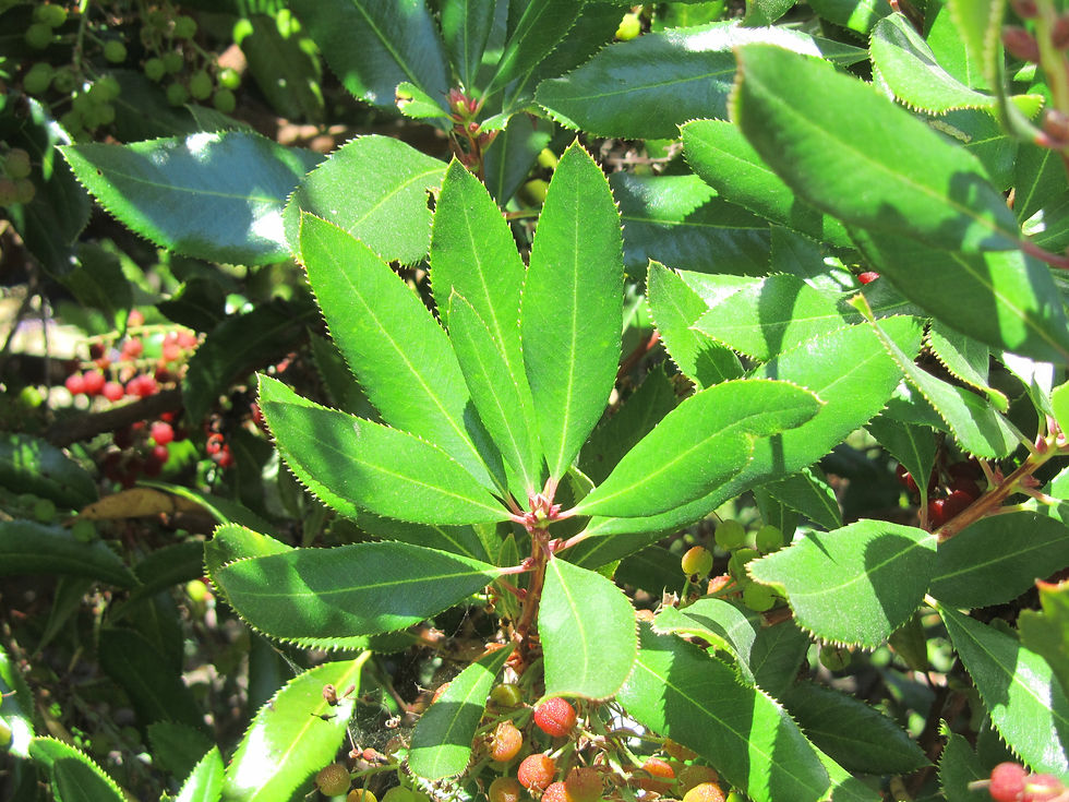 Comarostaphylis arbutoides