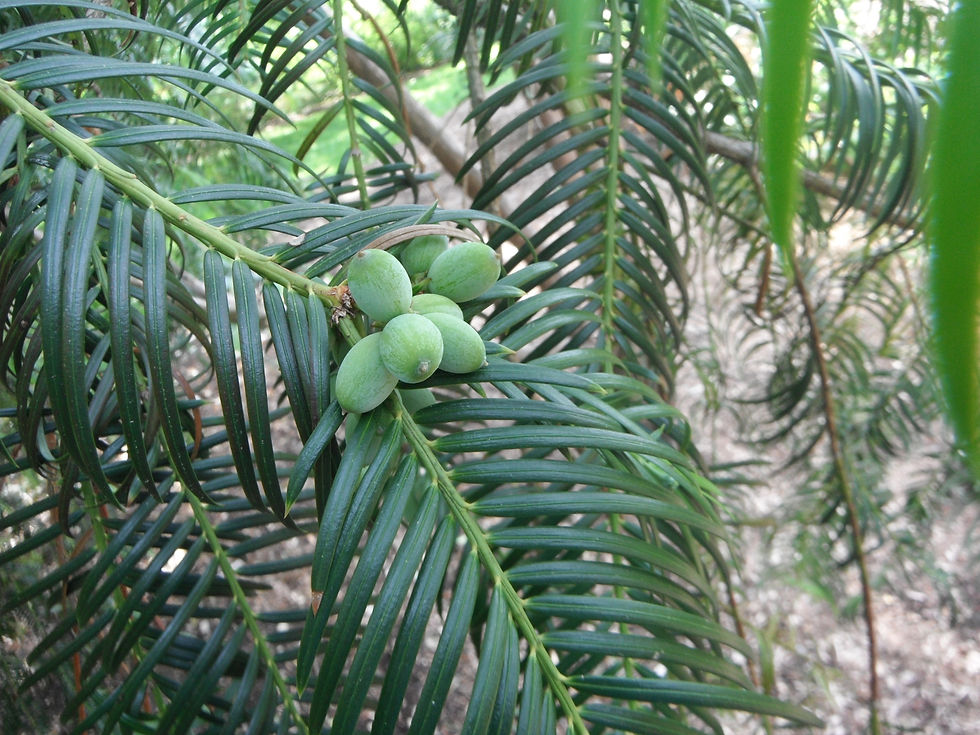 Cephalotaxus fortunei