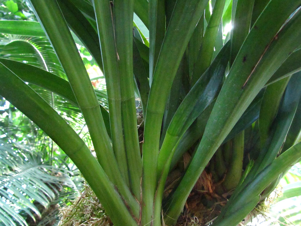 Cymbidium finlaysonianum