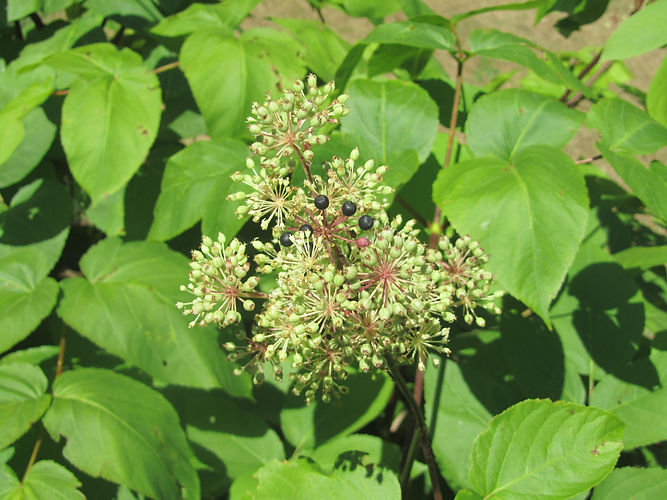 IMG_2203 (Populus tremuloides).jpg