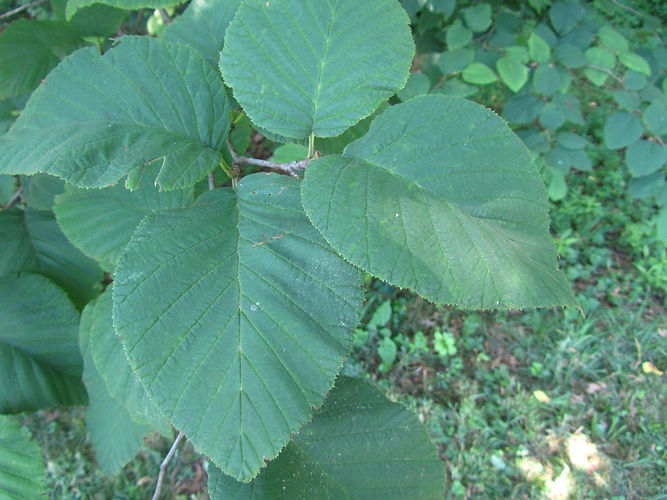 IMG_2203 (Populus tremuloides).jpg