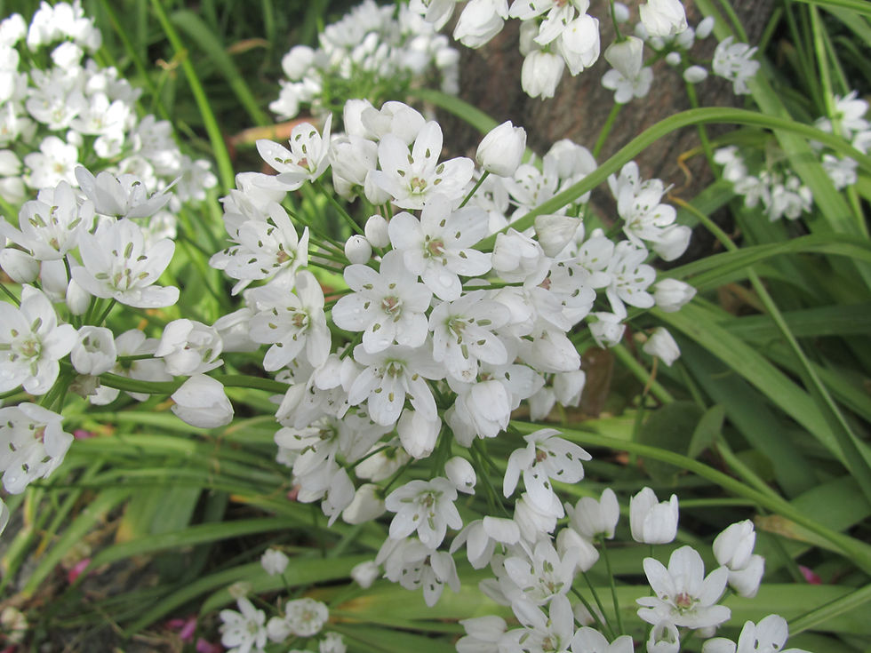 Allium neapolitanum