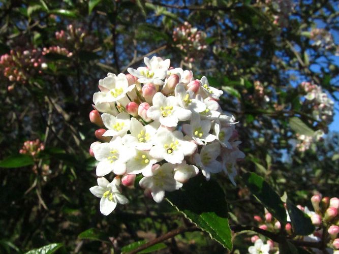 IMG_2203 (Populus tremuloides).jpg