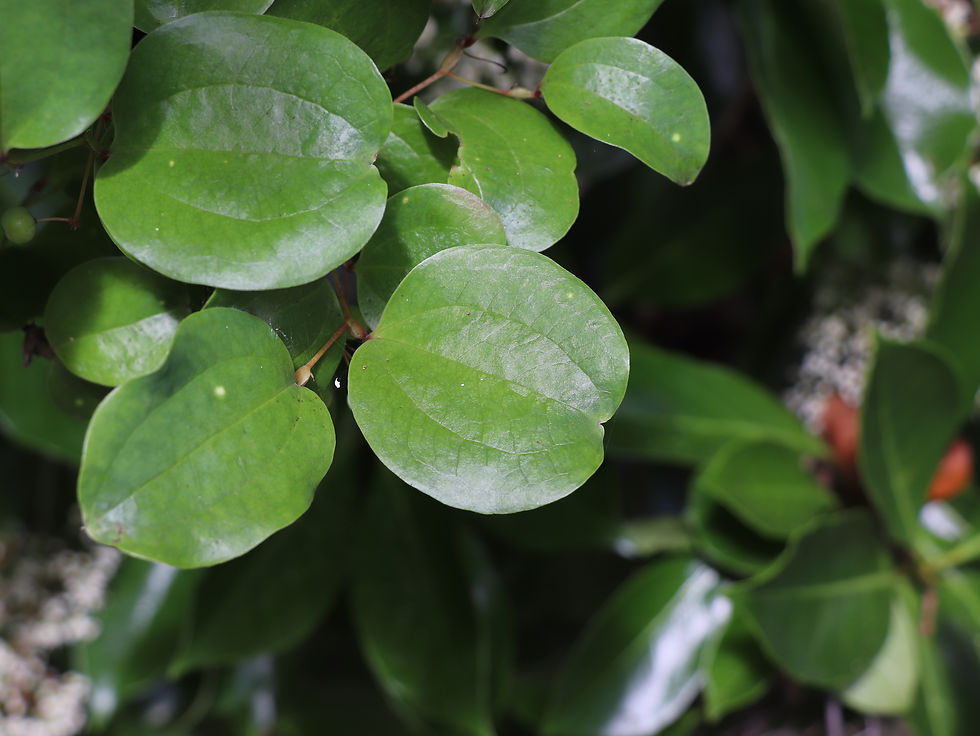 Smilax china