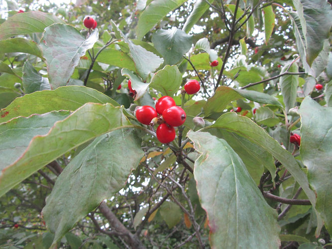 IMG_2203 (Populus tremuloides).jpg
