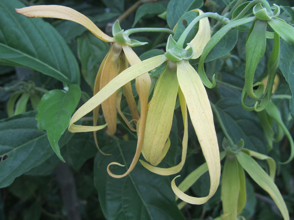 Cananga odorata var. fruticosa