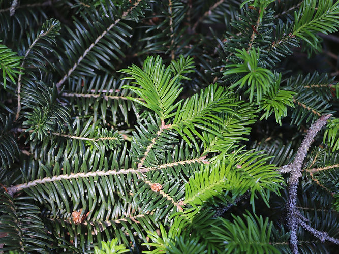IMG_2203 (Populus tremuloides).jpg