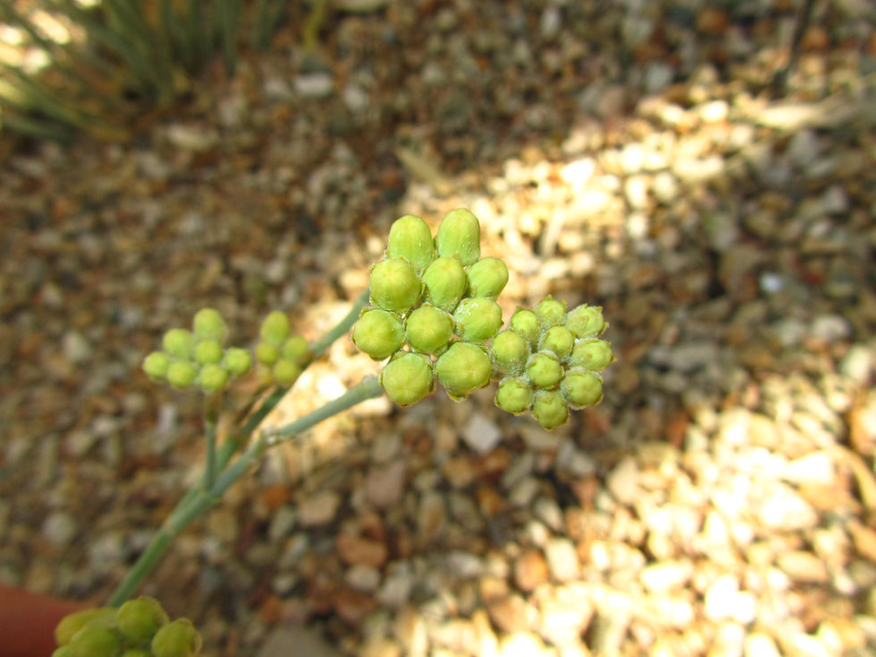 Asclepias subulata