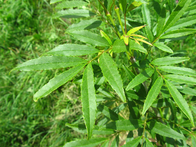 IMG_2203 (Populus tremuloides).jpg