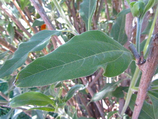 IMG_2203 (Populus tremuloides).jpg