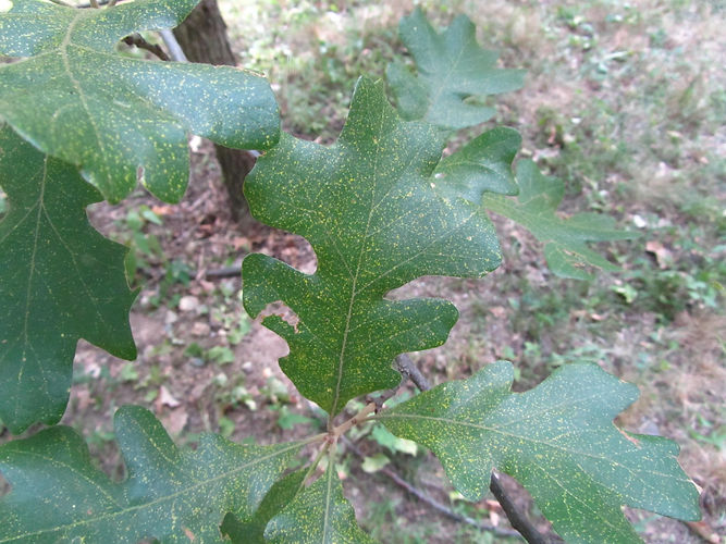 IMG_2203 (Populus tremuloides).jpg