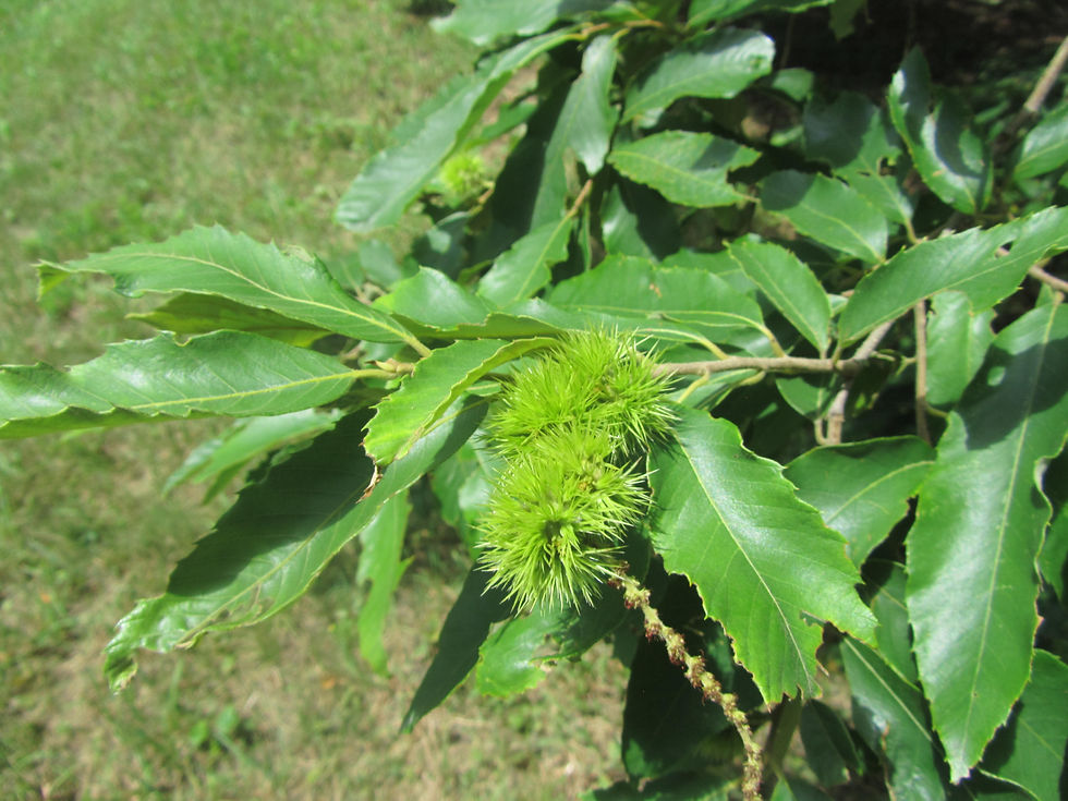 Castanea pumila