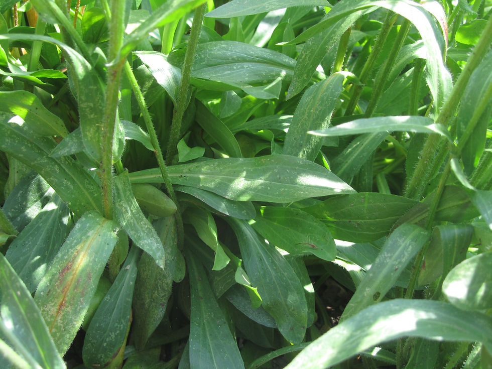 Kemulariella caucasica