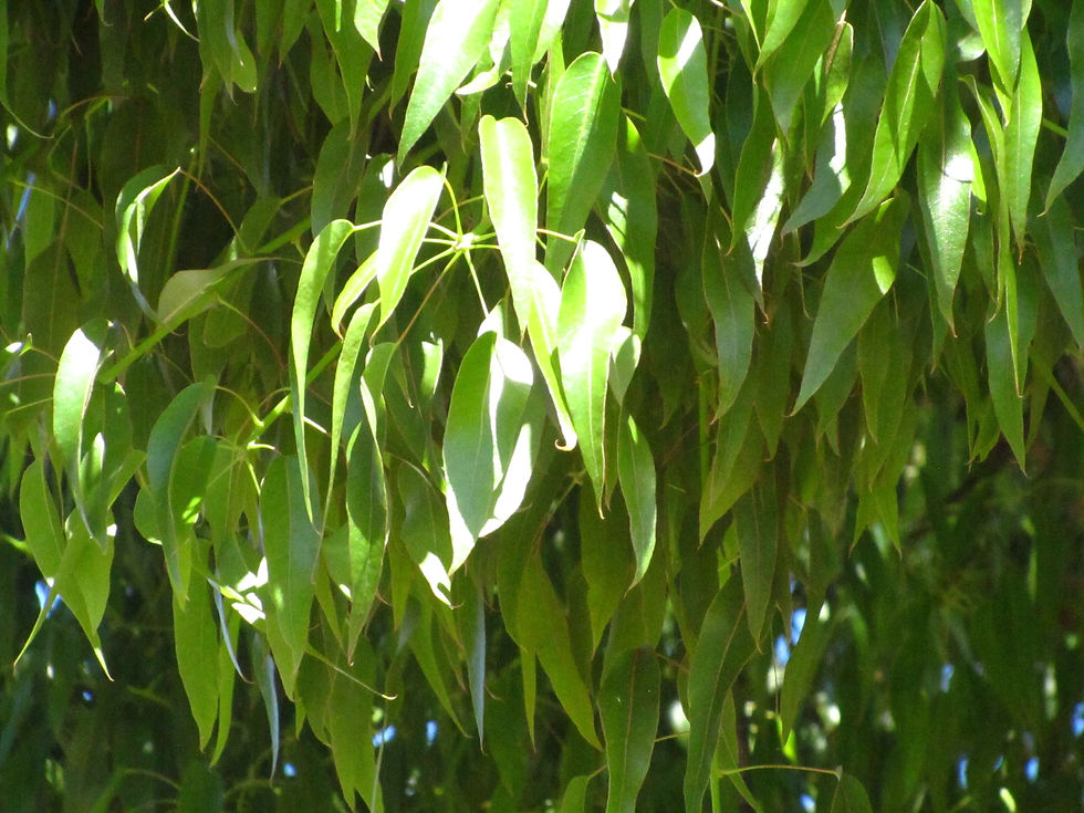 Brachychiton rupestris