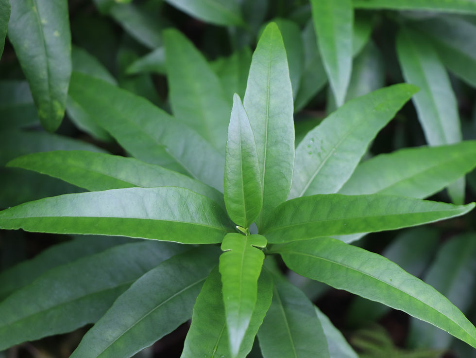 Pseuderanthemum maculatum