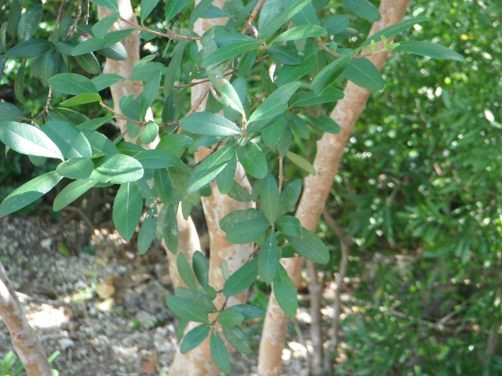 Myrcianthes fragrans