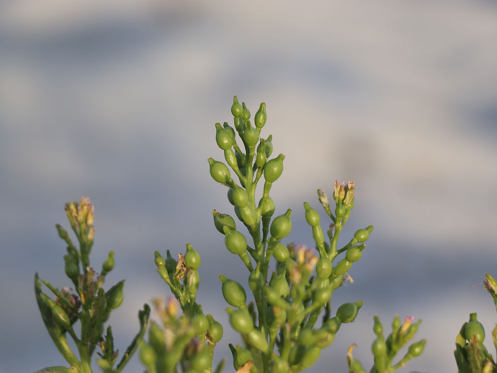 Cakile edentula ssp. edentula