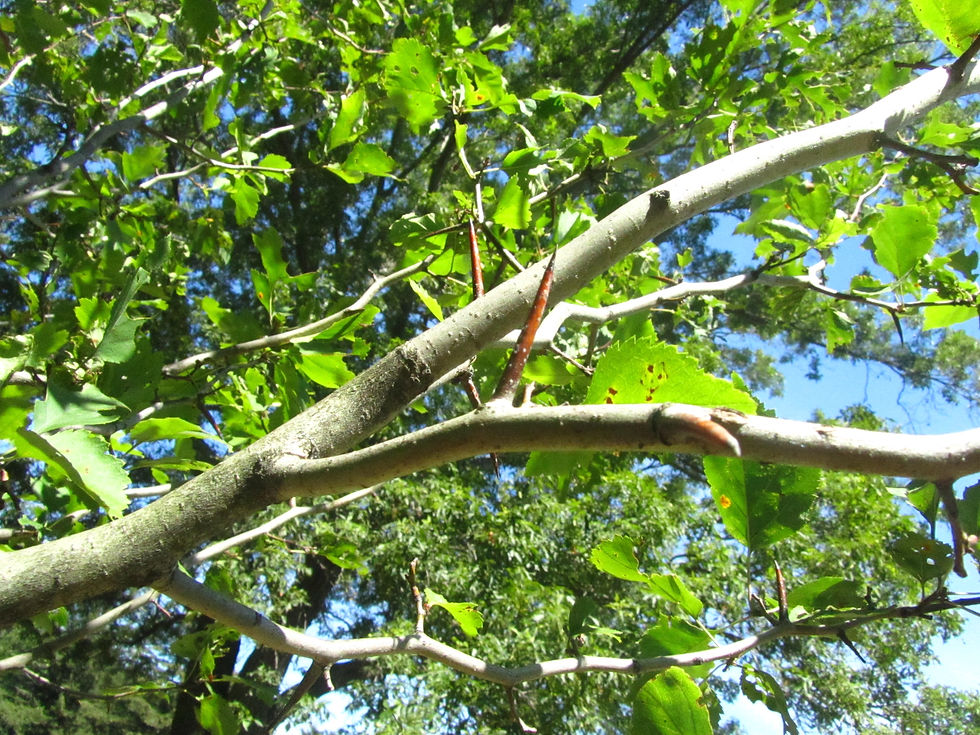 Crataegus lucorum