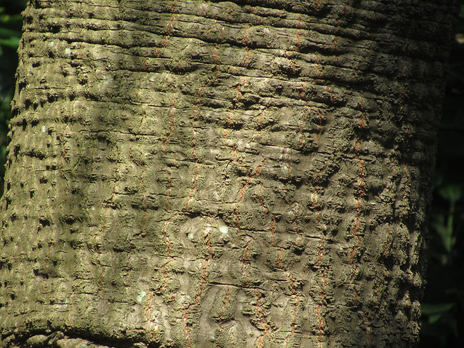IMG_2203 (Populus tremuloides).jpg