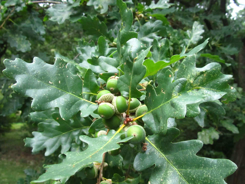 Quercus petraea