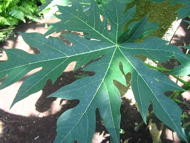 IMG_2203 (Populus tremuloides).jpg