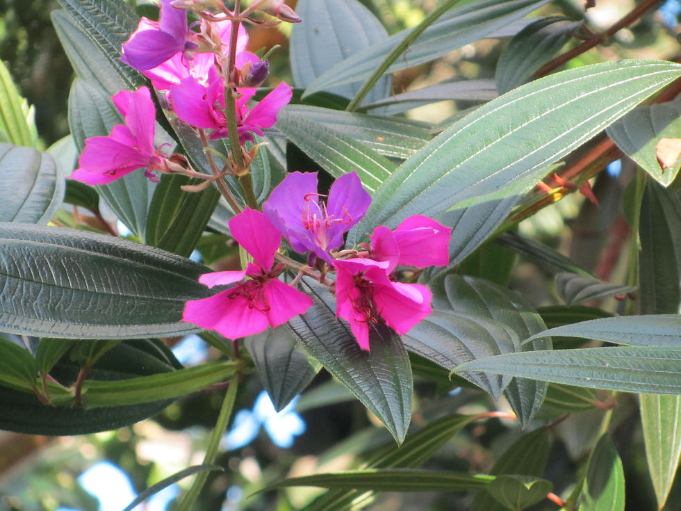 Pleroma granulosum
