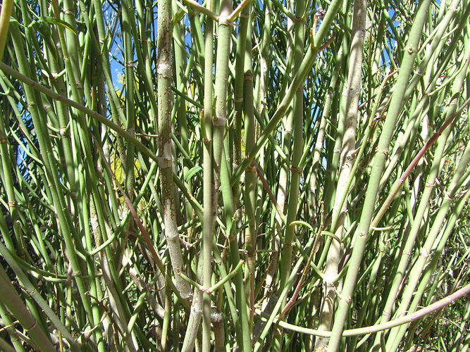 IMG_2203 (Populus tremuloides).jpg