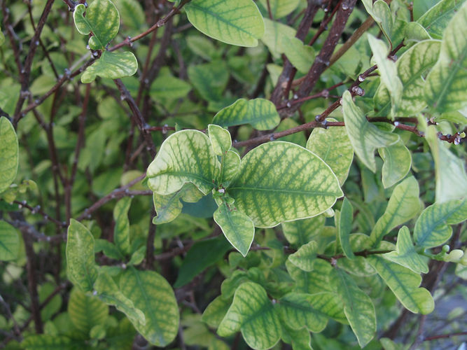 IMG_2203 (Populus tremuloides).jpg