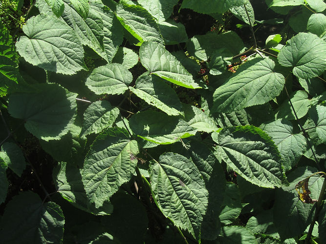 IMG_2203 (Populus tremuloides).jpg