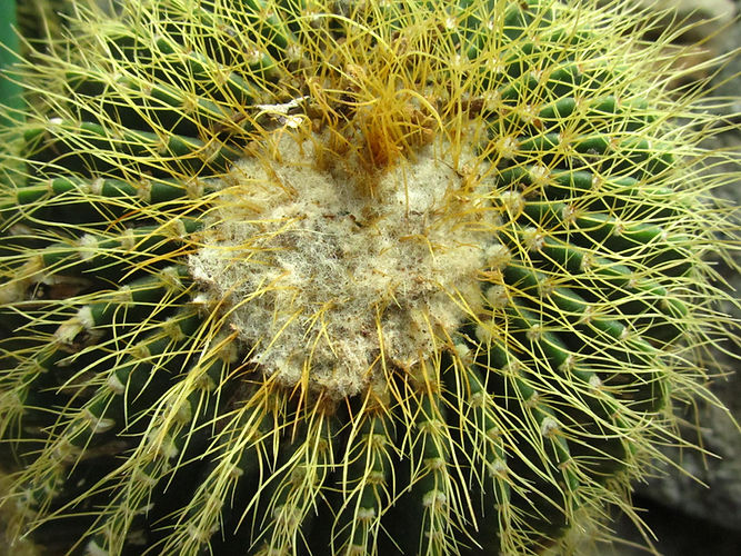 IMG_2203 (Populus tremuloides).jpg