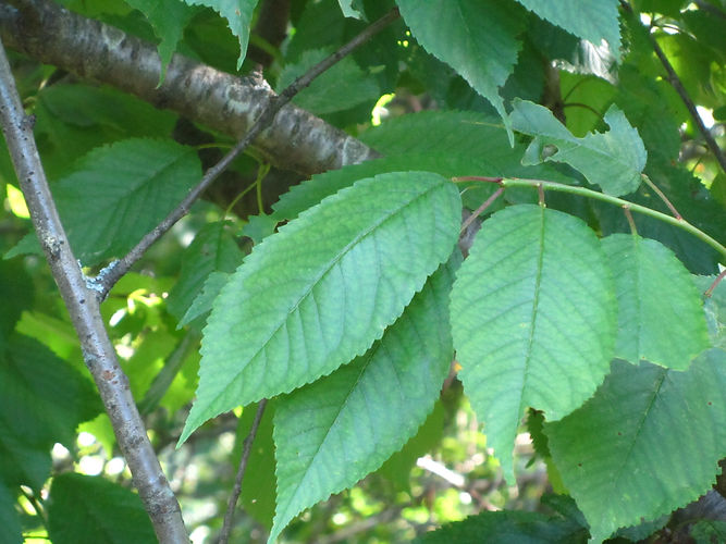 IMG_2203 (Populus tremuloides).jpg