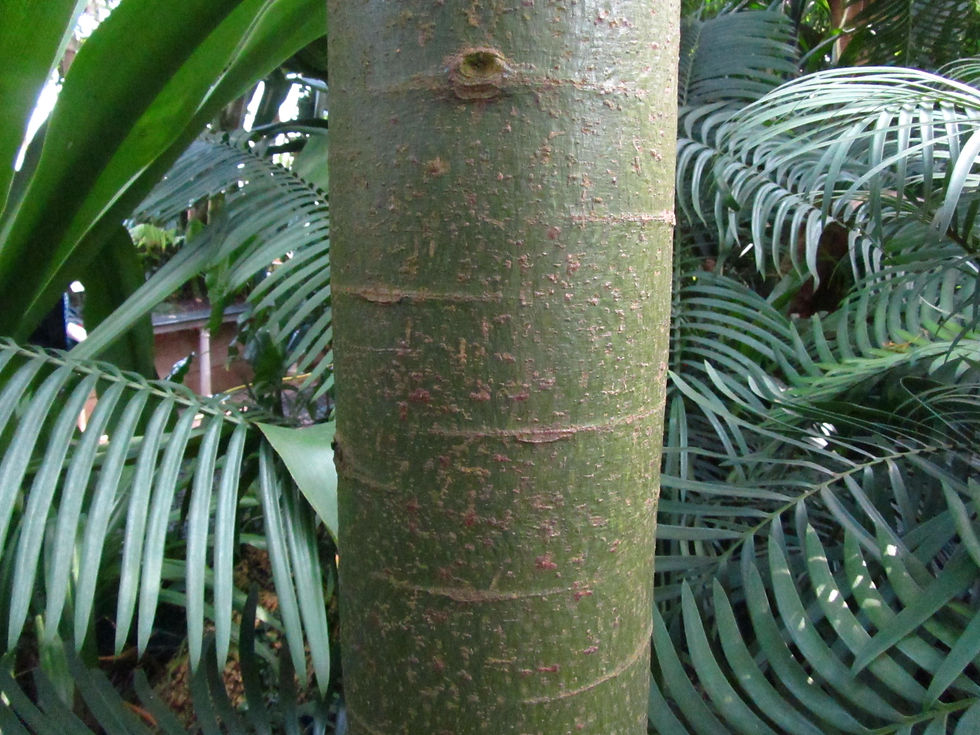 Brachychiton discolor