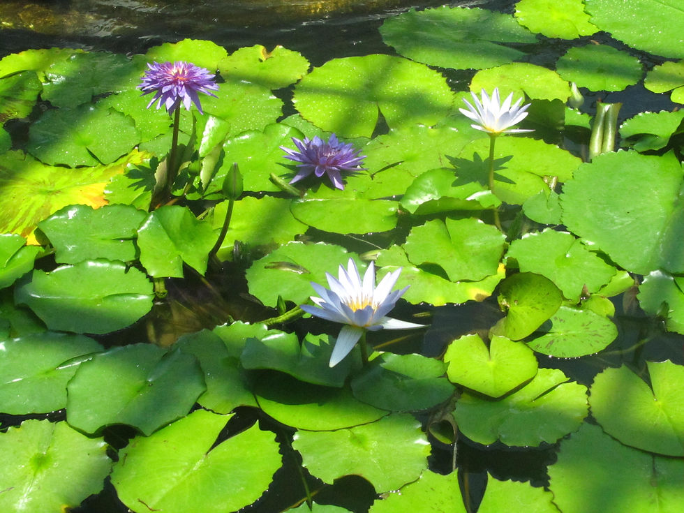 Nymphaea capensis