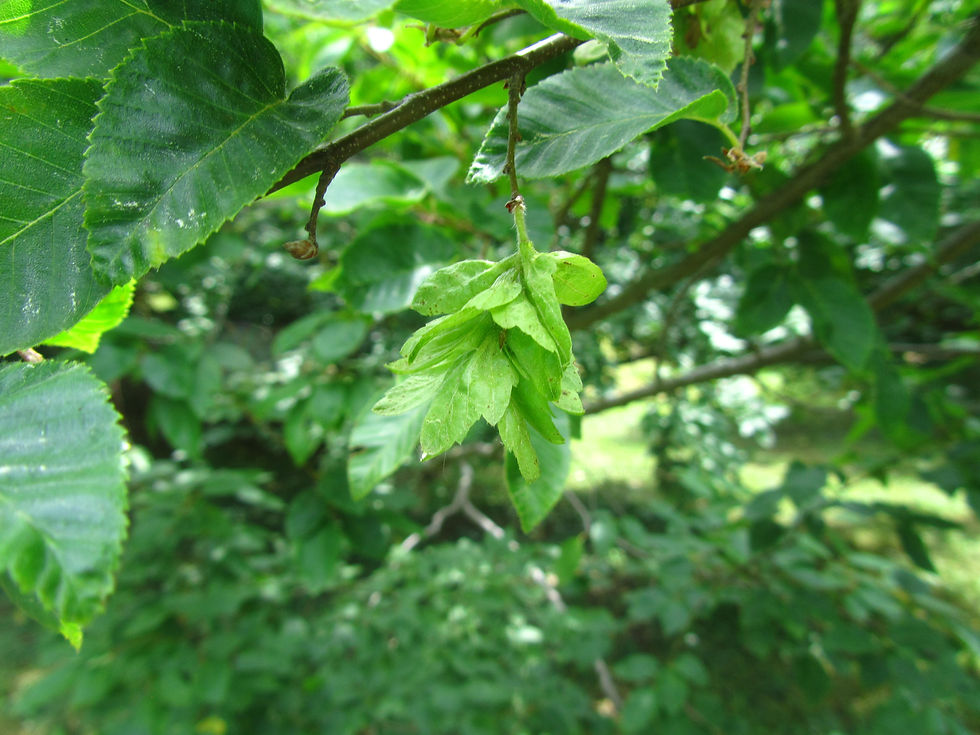Carpinus monbeigiana