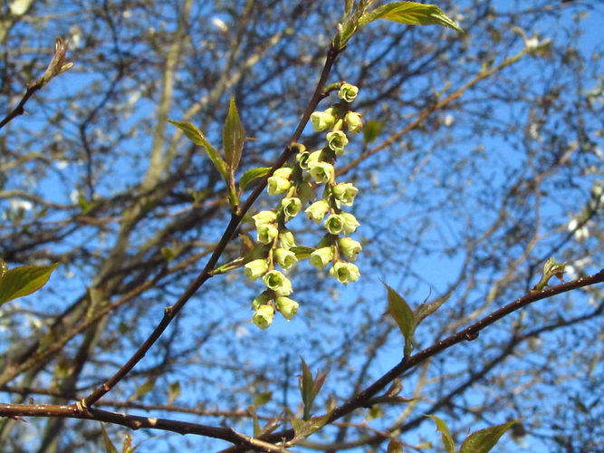 IMG_2203 (Populus tremuloides).jpg