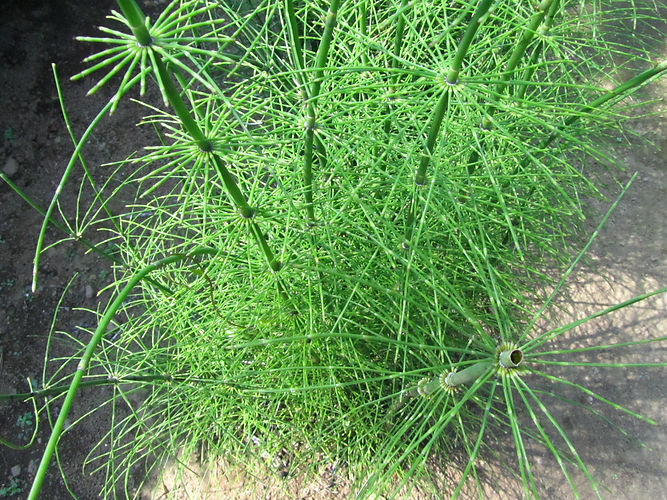 IMG_2203 (Populus tremuloides).jpg