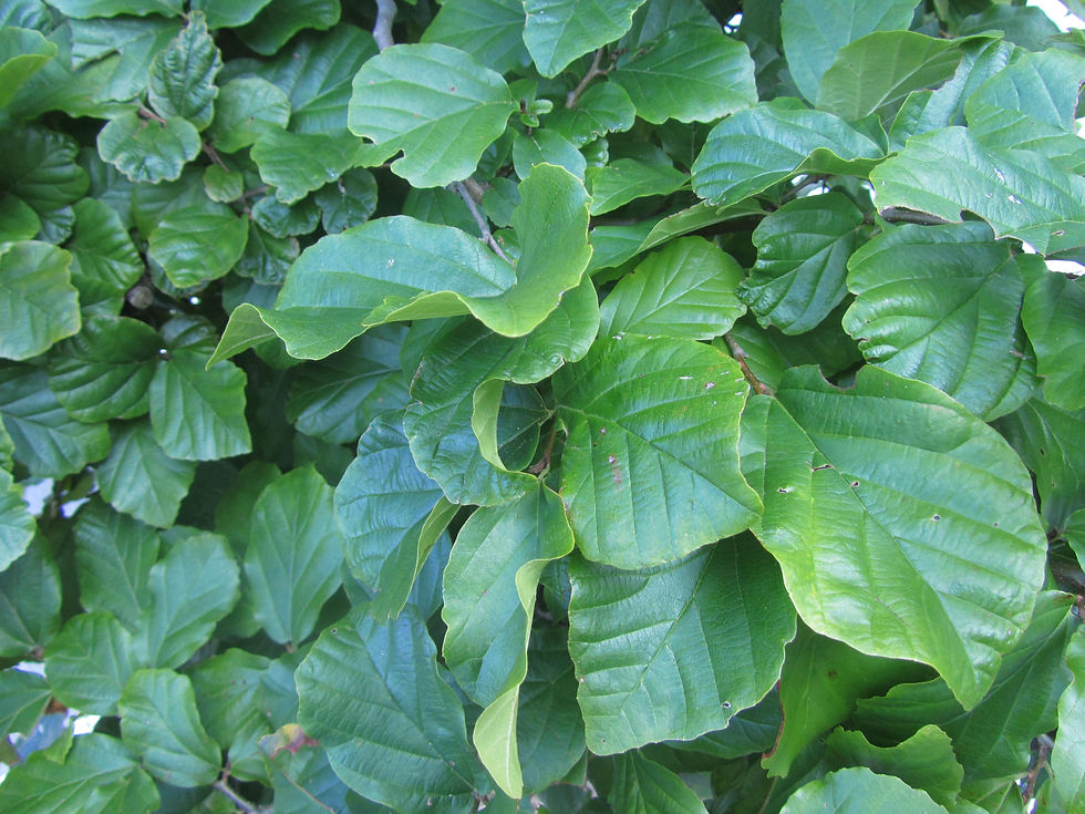 Parrotia persica
