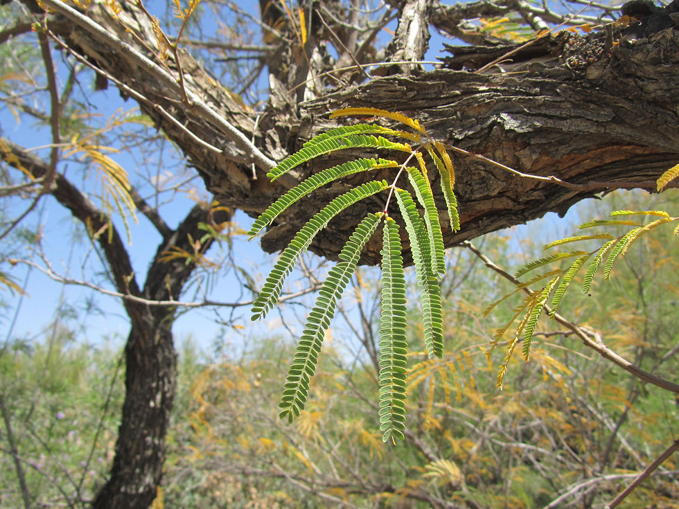 Lysiloma watsonii ssp. thornberi