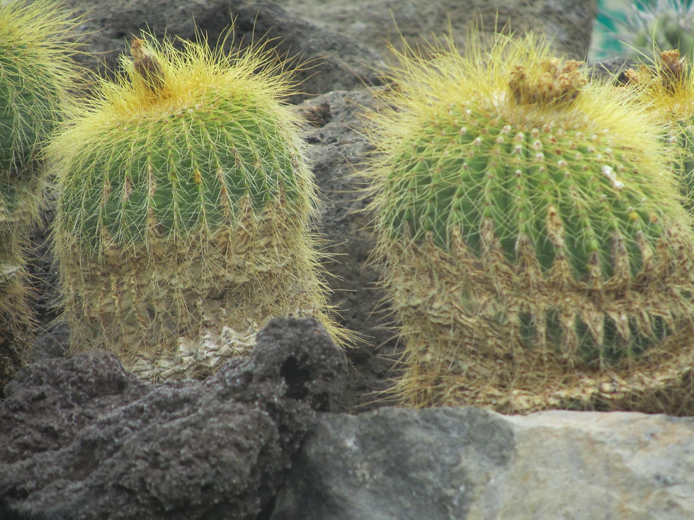 Parodia warasii
