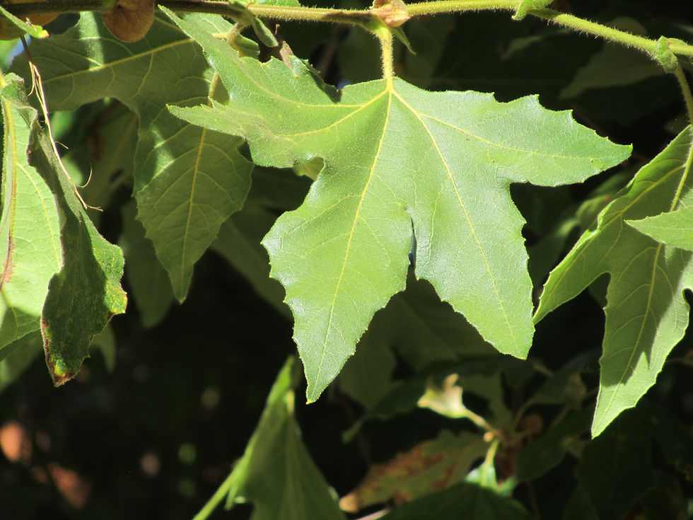 Platanus racemosa