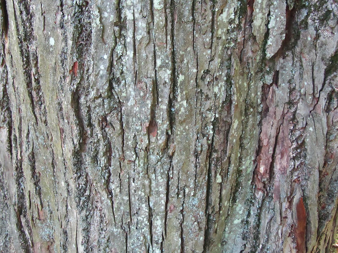 IMG_2203 (Populus tremuloides).jpg