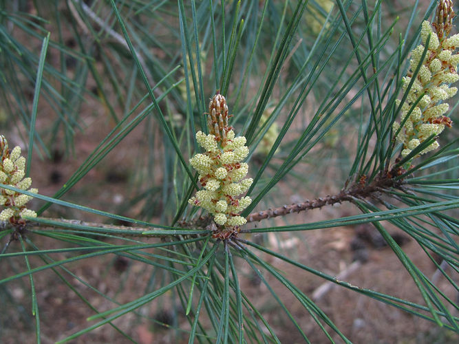 IMG_2203 (Populus tremuloides).jpg