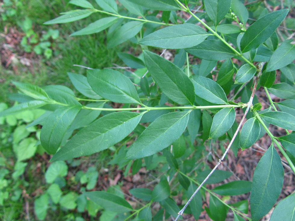 Fontanesia philliraeoides
