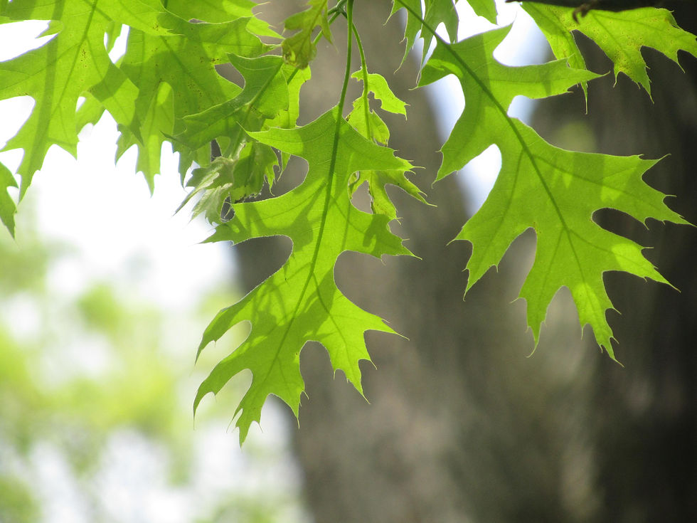 Quercus texana