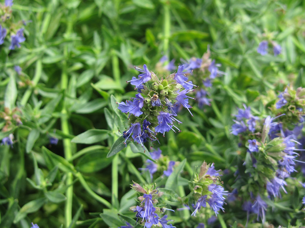 Hyssopus officinalis