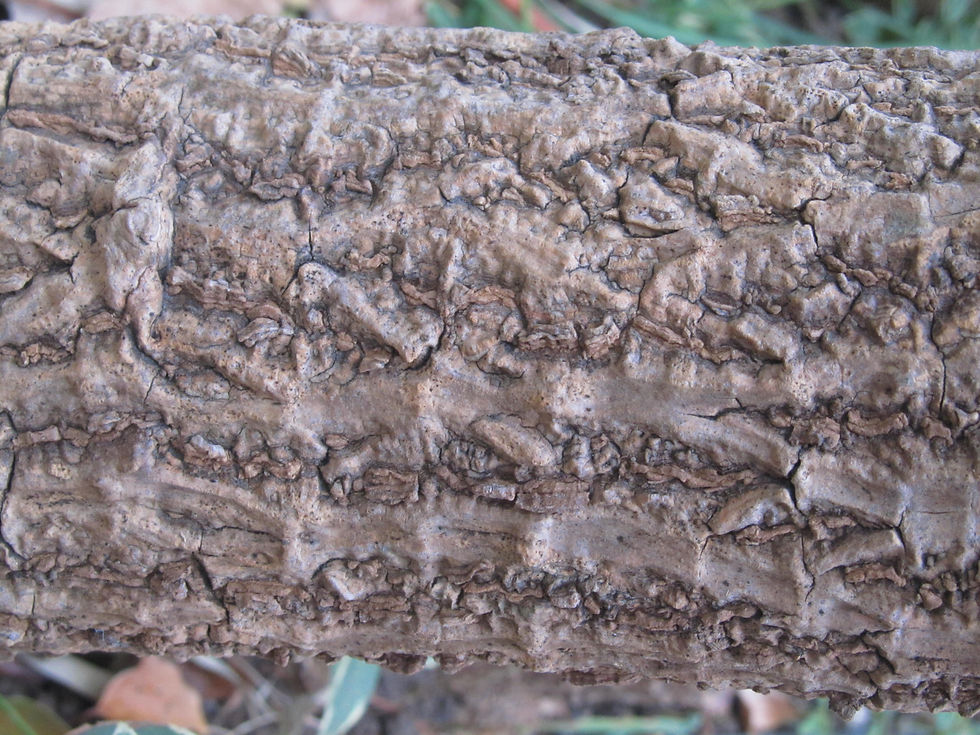 Tetrapanax papyrifer