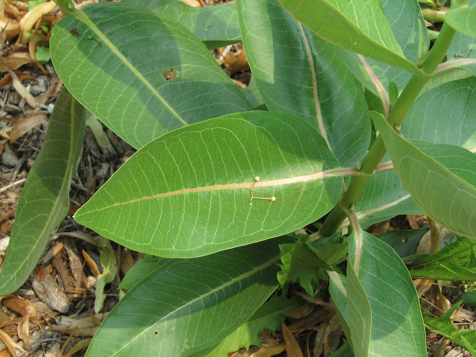 Asclepias speciosa