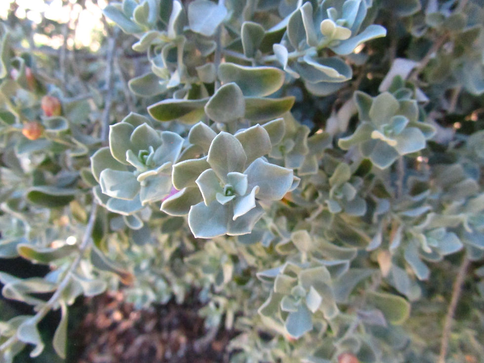 Leucophyllum frutescens